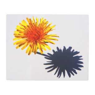 Dandelion and Shadow 20x16 (50x40cm) wamecna Metal Print