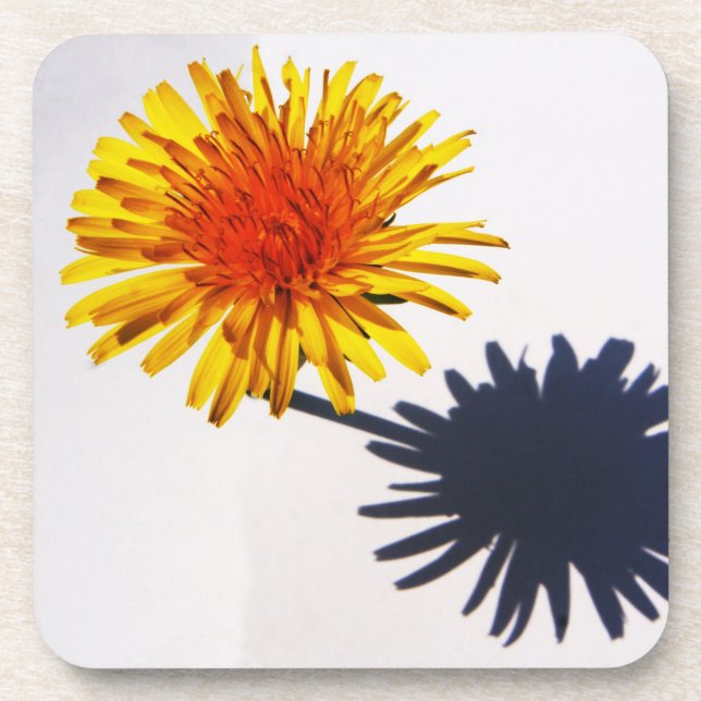 Dandelion and Shadow coastercnm Beverage Coaster (Front)