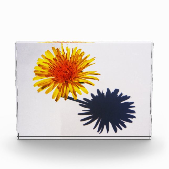 Dandelion and Shadow pba Photo Block (Front)