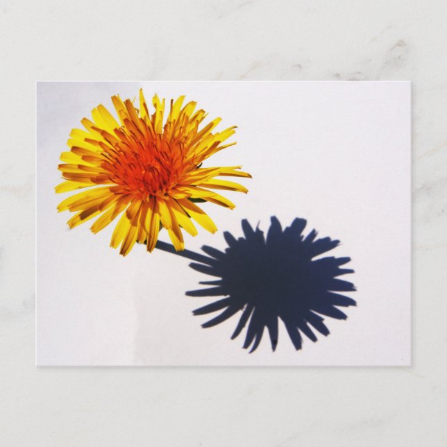 Dandelion and Shadow pccna Postcard (Front)