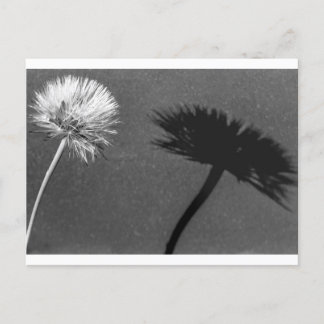Dandelion and shadow postcard