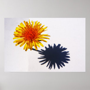 Dandelion and Shadow wapcnm Poster