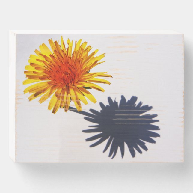 Dandelion and Shadow wbs8x6cnm Wooden Box Sign (Front Horizontal)