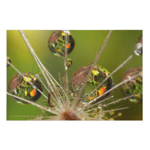 Dandelion And Water Droplets Faux Canvas Print