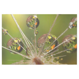 Dandelion And Water Droplets Gallery Wrap