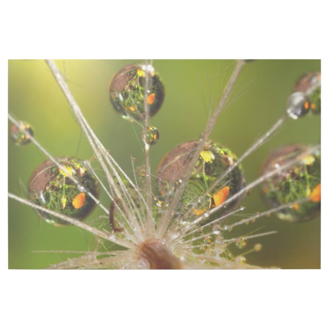 Dandelion And Water Droplets Gallery Wrap (Front)