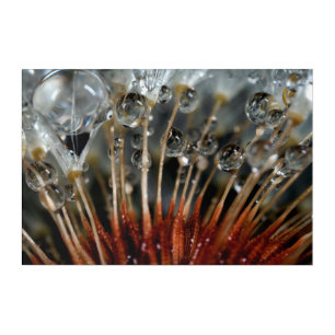 Dandelion and water drops, CA Acrylic Print