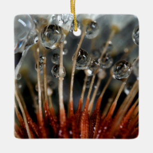 Dandelion and water drops, CA Ceramic Ornament