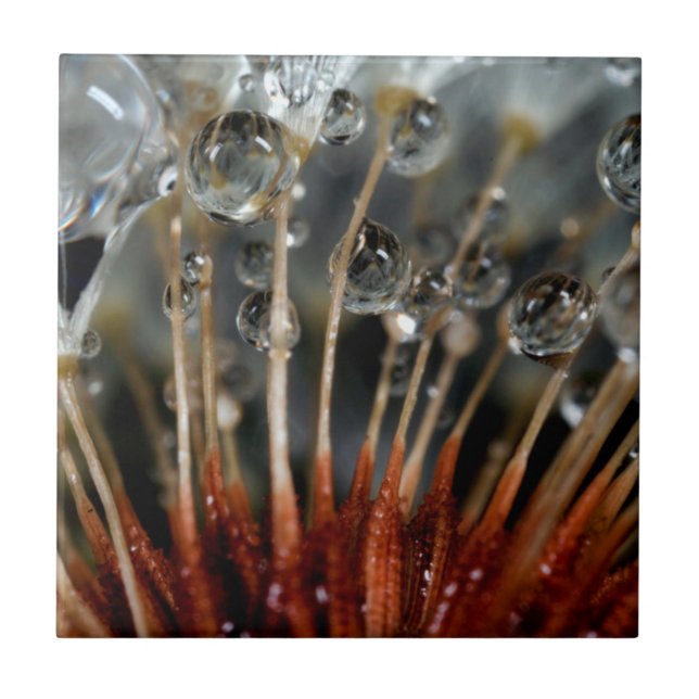 Dandelion and water drops, CA Ceramic Tile (Front)