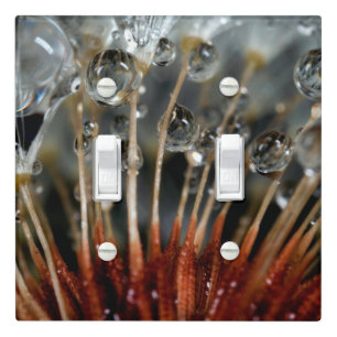 Dandelion and water drops, CA Light Switch Cover
