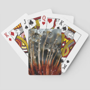 Dandelion and water drops, CA Poker Cards