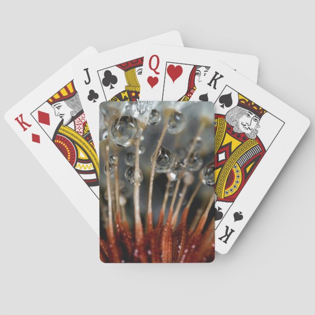 Dandelion and water drops, CA Poker Cards (Back)