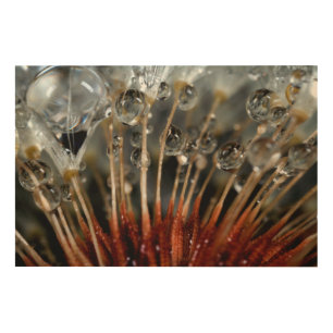 Dandelion and water drops, CA Wood Wall Art