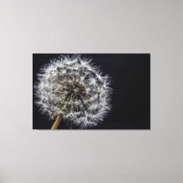 Dandelion Art Print