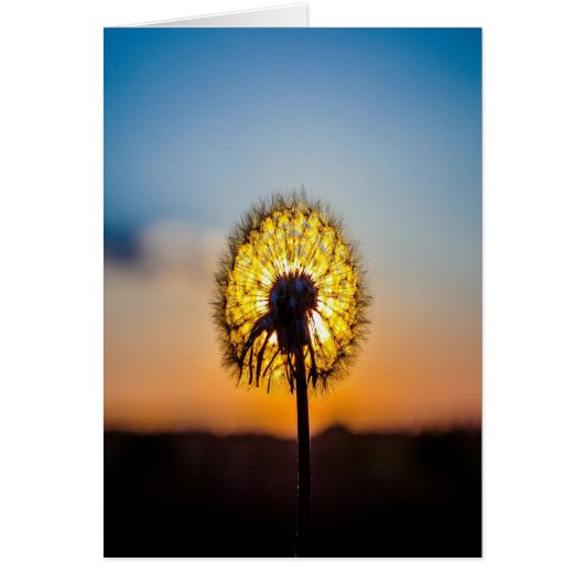 Dandelion at Sunrise (Front)