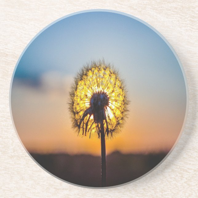 Dandelion at Sunrise Drink Coaster (Front)
