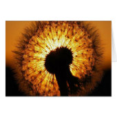 Dandelion at Sunset (Front Horizontal)