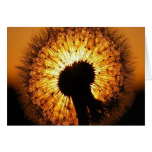 Dandelion at Sunset