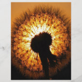 Dandelion at Sunset (Front)