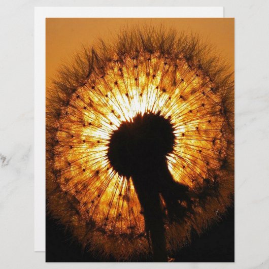 Dandelion at Sunset (Front/Back)