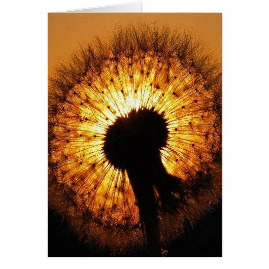 Dandelion at Sunset Cards (Front)