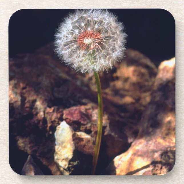 Dandelion Beverage Coaster (Front)