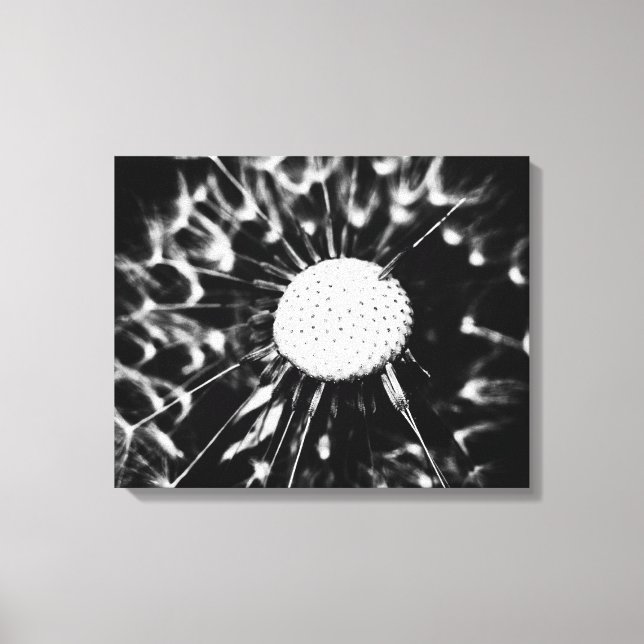 dandelion blacq canvas print (Front)