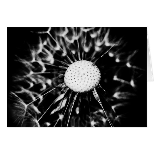 dandelion blacq cards (Front Horizontal)