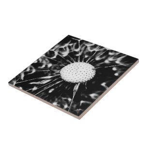 dandelion blacq tile