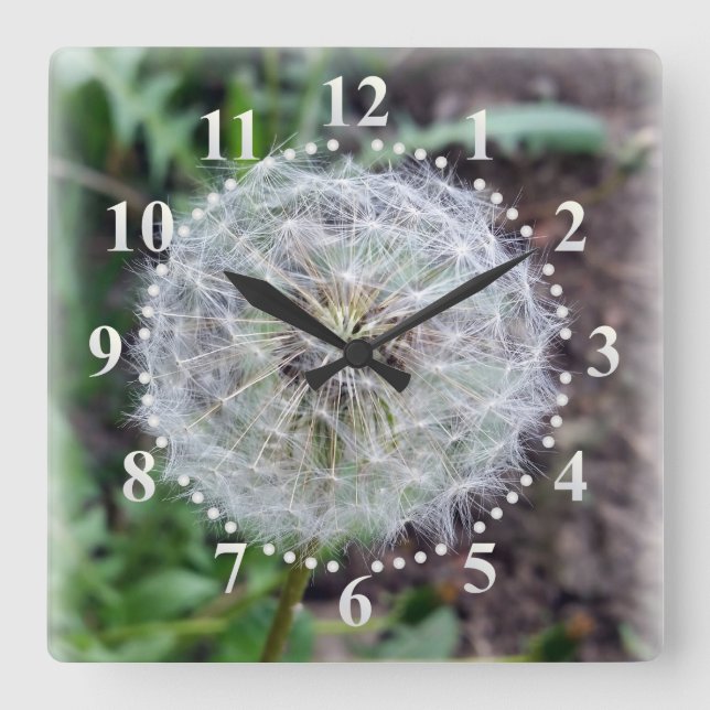 dandelion bloom square wall clock (Front)