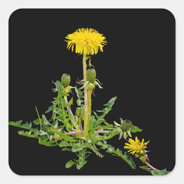 Dandelion blooming  square sticker (Front)