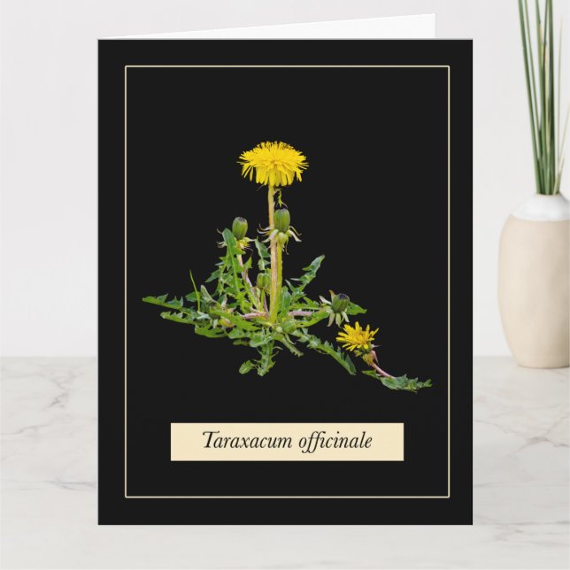 Dandelion botanical  card (Front)