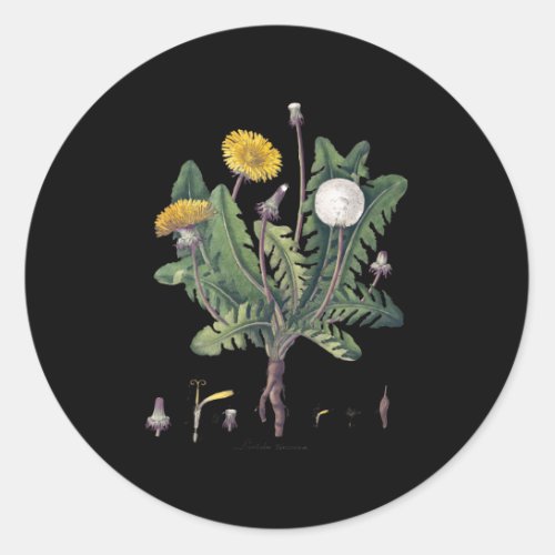 Dandelion Botanical Dandelion Root Dandelion Leaf Classic Round Sticker