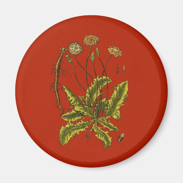Dandelion Botanical Illustration Magnet (Front)