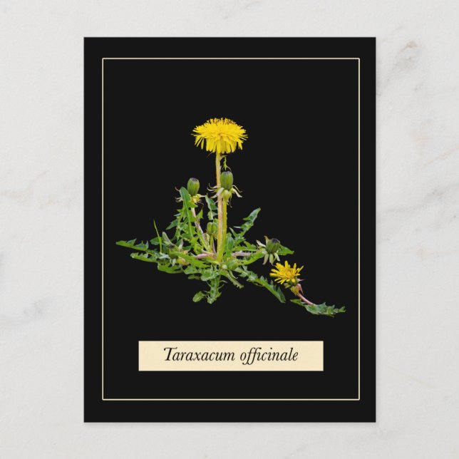 Dandelion botanical postcard (Front)