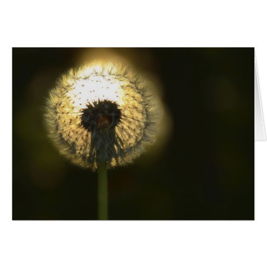 Dandelion Bulb Cards (Front Horizontal)