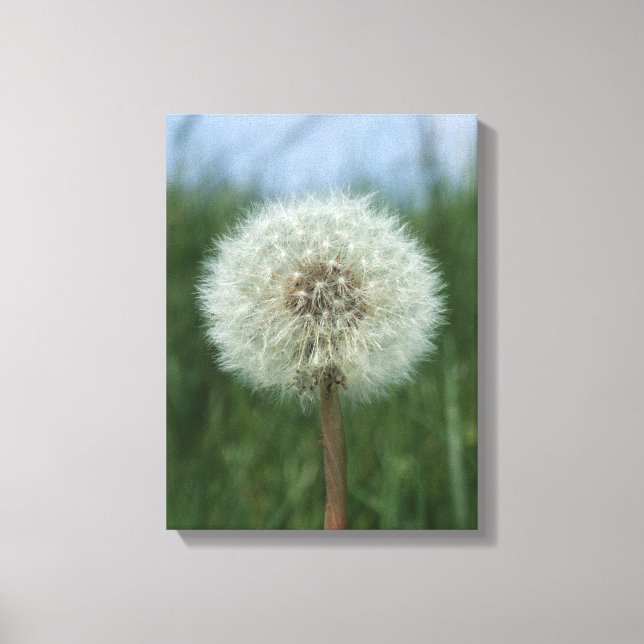 Dandelion Canvas Print (Front)