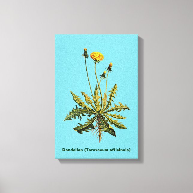 Dandelion Canvas Print (Front)