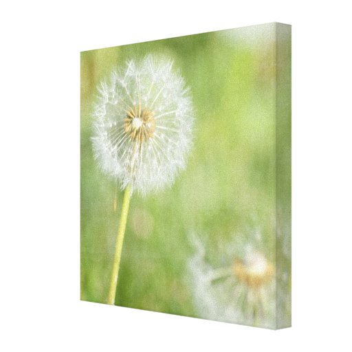 Dandelion Canvas Print | Zazzle