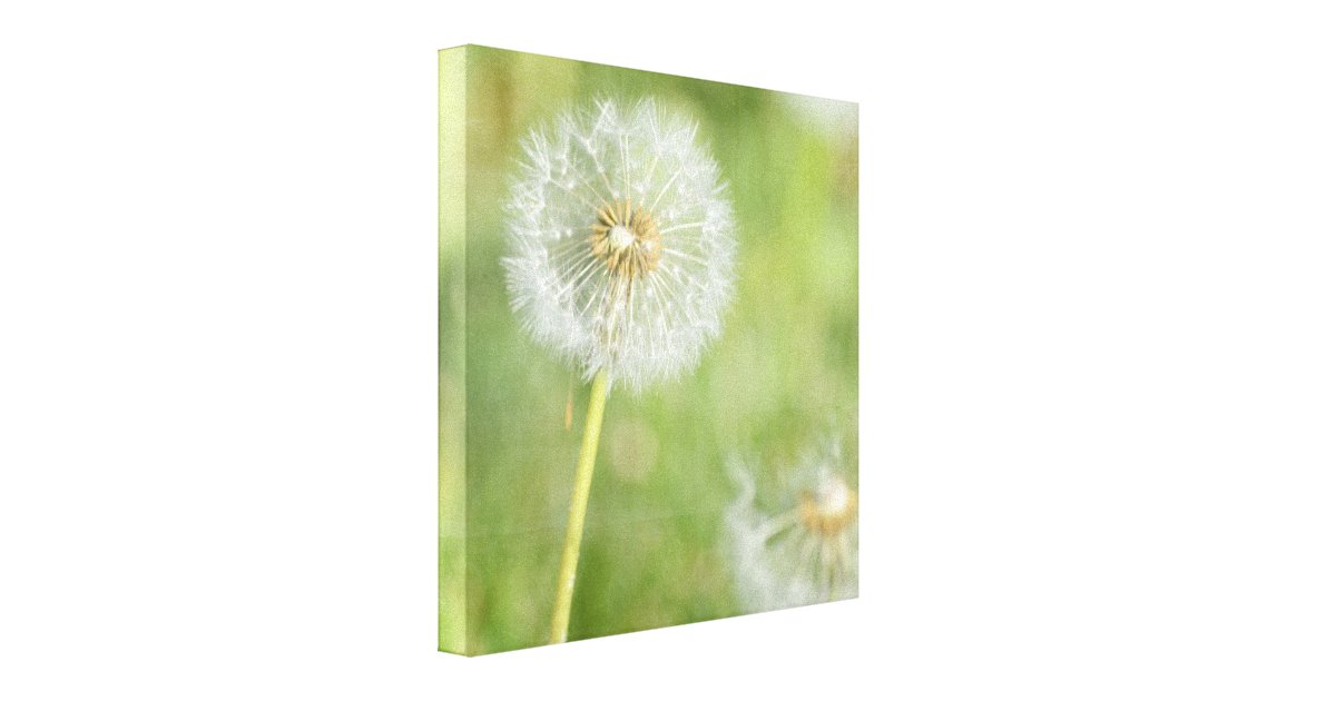 Dandelion Canvas Print | Zazzle