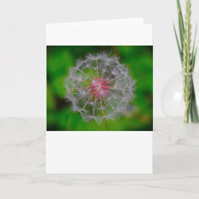 Dandelion, card (Front)