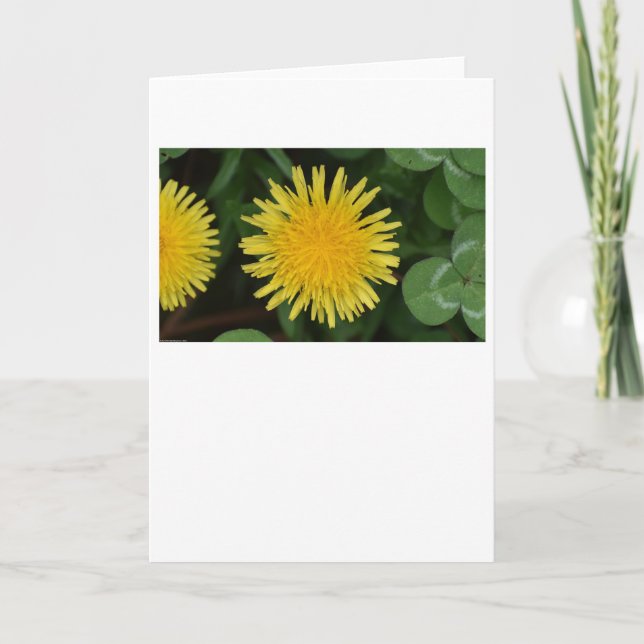 Dandelion, card (Front)