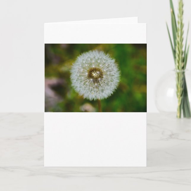 Dandelion, Card (Front)