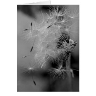 Dandelion Cards