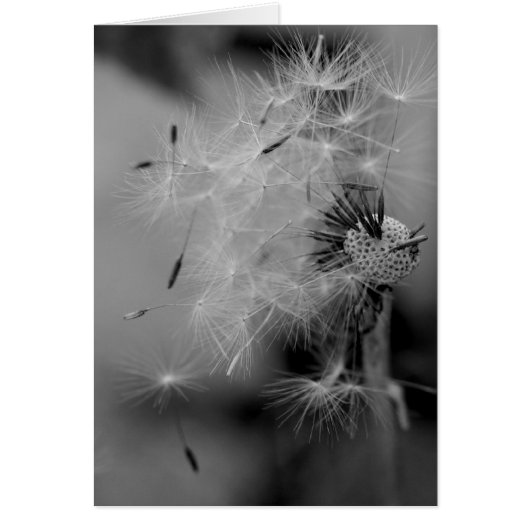 Dandelion Cards (Front)