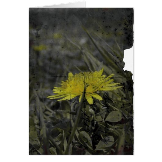 Dandelion Cards (Front)