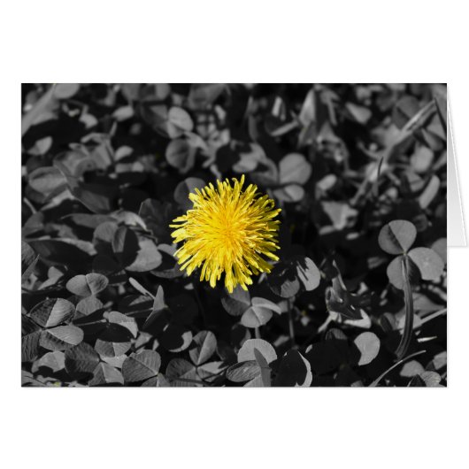 Dandelion Cards (Front Horizontal)