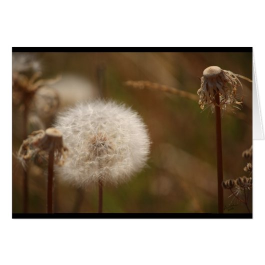 Dandelion Cards (Front Horizontal)