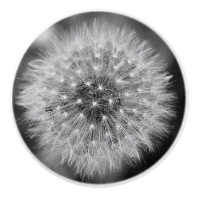 Dandelion Ceramic Knob (Front)