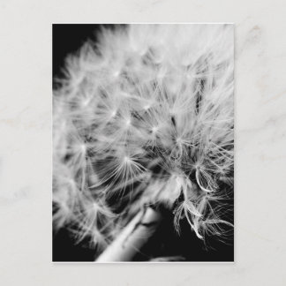 Dandelion Clock Postcard